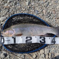 念願のロックトラウト